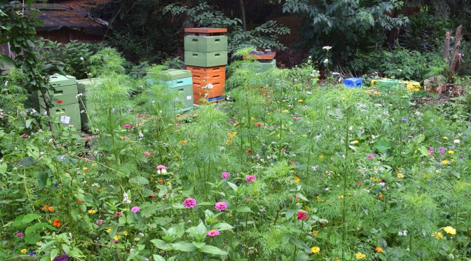 Angepasster Brutraum – Imkerei