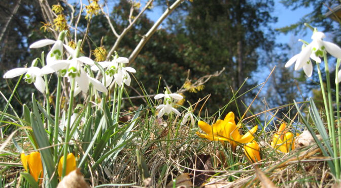 Frühblüher-Fläche