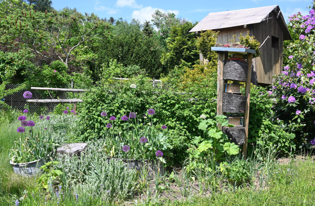 Wildbienen-, Blühflächen- und Zinkblech-Versuche, Dirk Liesch