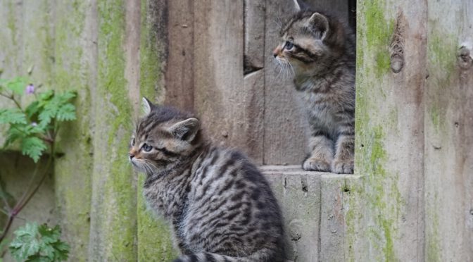 Tiere erleben, Wissen vertiefen – Digitale Besucherinformation mit SOL